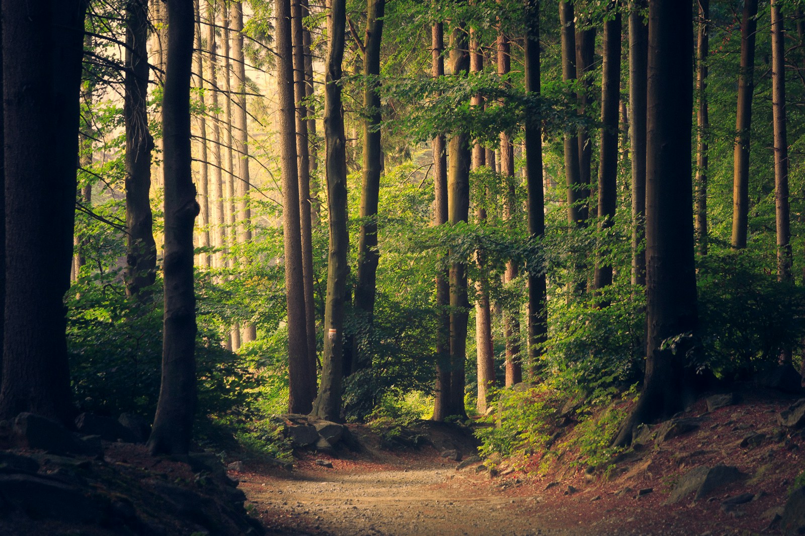 Sonnenlicht zwischen Bäumen über einem Waldweg; Symbolfoto, Schatten bietet keinen vollständigen UV-Schutz