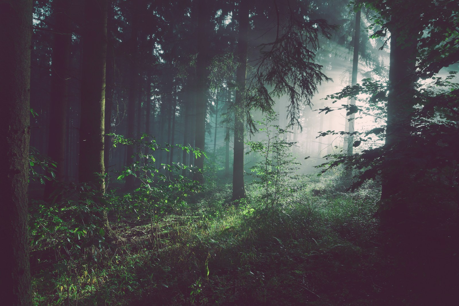 Sonnenstrahlen zwischen hohen Bäumen in einem dichten Wald – Symbolfoto